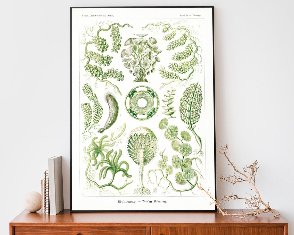 Ernst Haeckel Caulerpa Green Algae Plate 64 Seaweed Art Poster