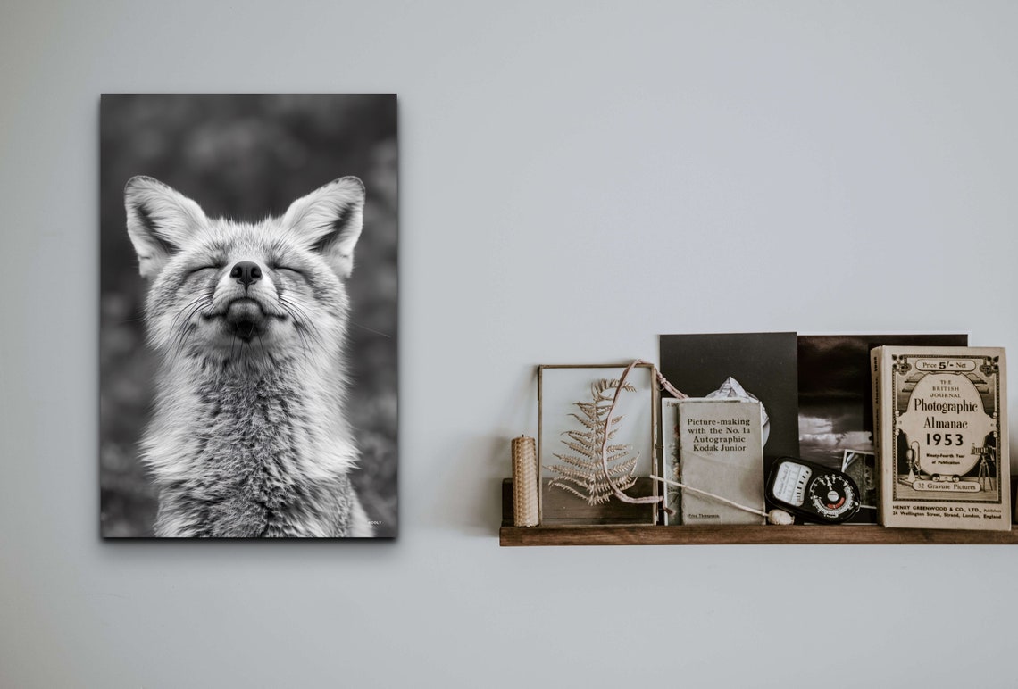 Smiling Fox Animal Wall Art Print - Image 3