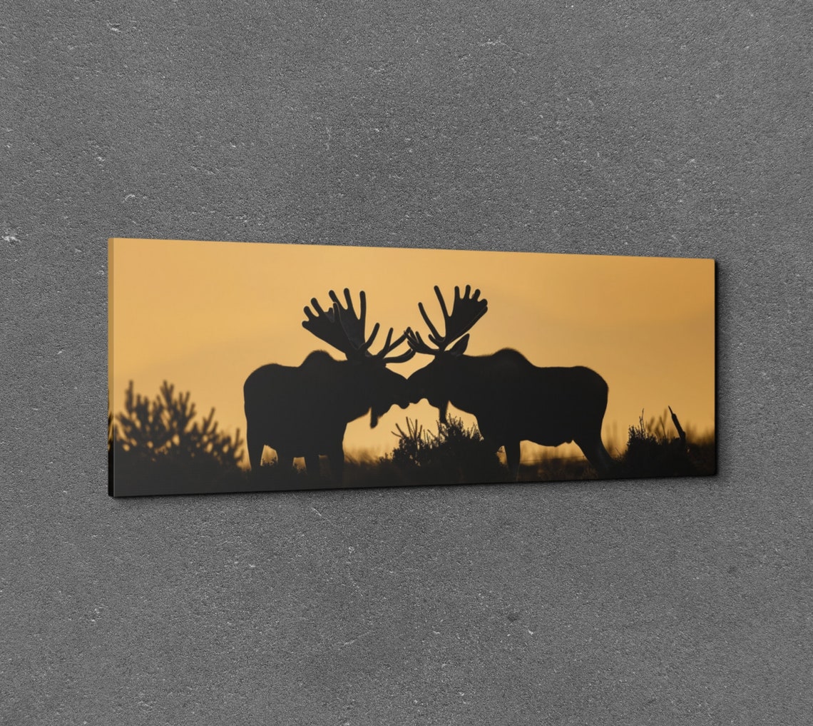 Two Moose Silhouettes at Golden Sunset Wilderness Panorama Wall Art - Image 3