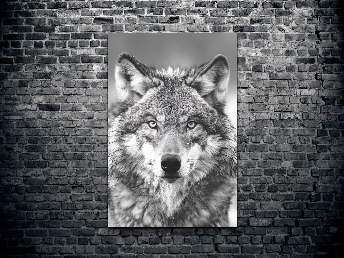 Gray Wolf Face Portrait Black and White Wildlife Photo Art Poster - Image 2