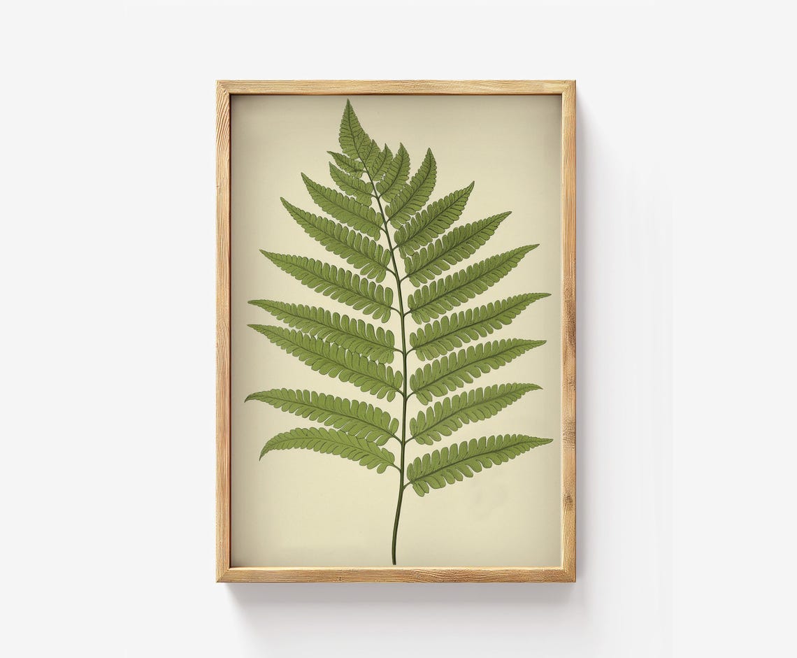 Fern Botanical Victorian Style Green Leaf Illustration Art Poster
