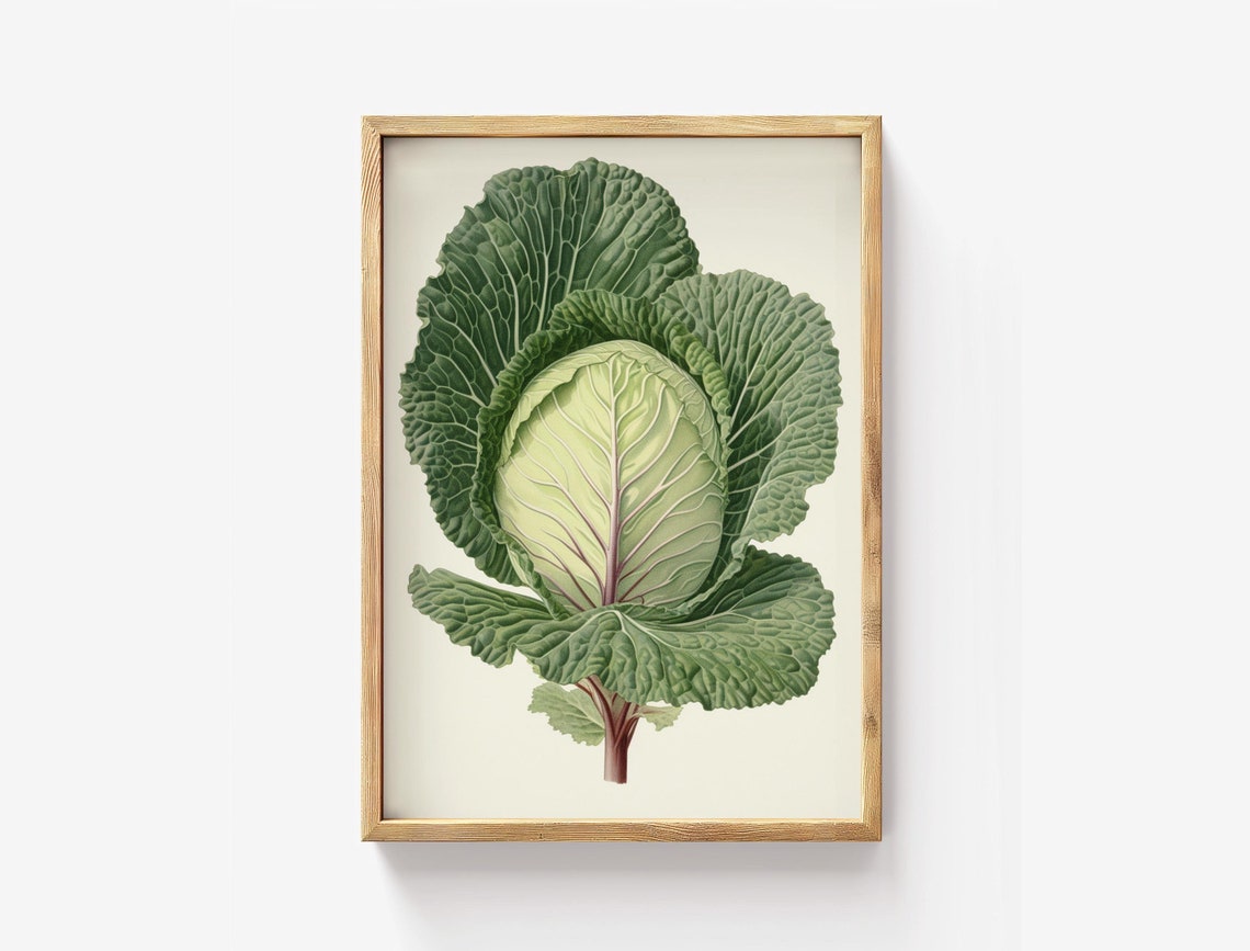 Heirloom Cabbage Plant Botanical Illustration Vintage Poster Art