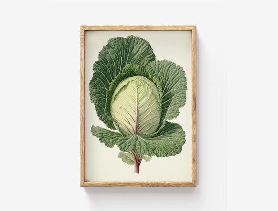Botanical Cabbage Print Heirloom Vegetable Wall Art Farmhouse Kitchen Decor Rustic Green Leaf Poster