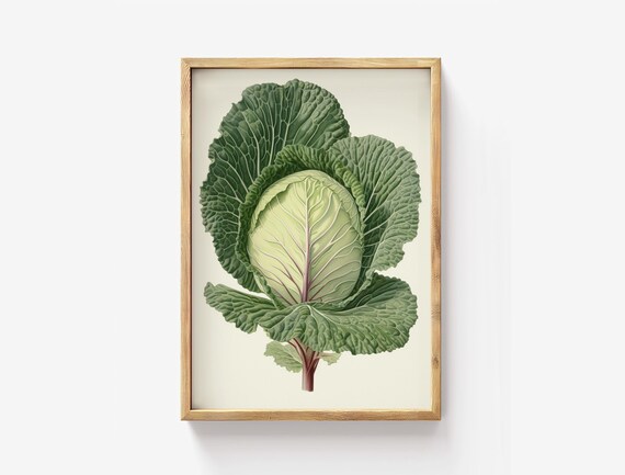 Heirloom Cabbage Plant Botanical Illustration Vintage Poster Art