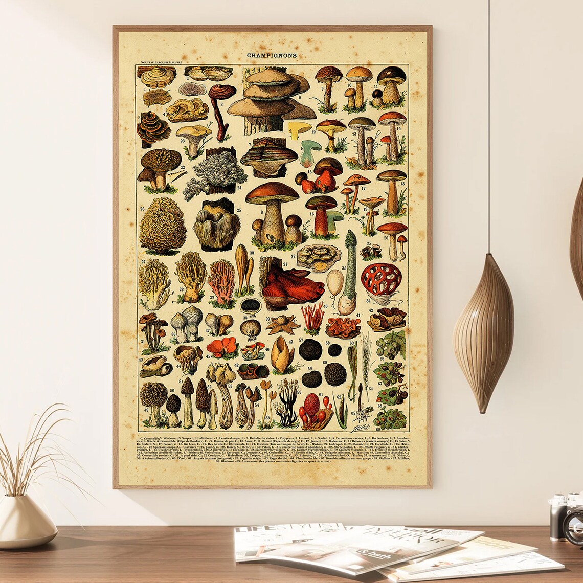Champignons Vintage French Mushroom Botanical Illustration Poster - Image 3