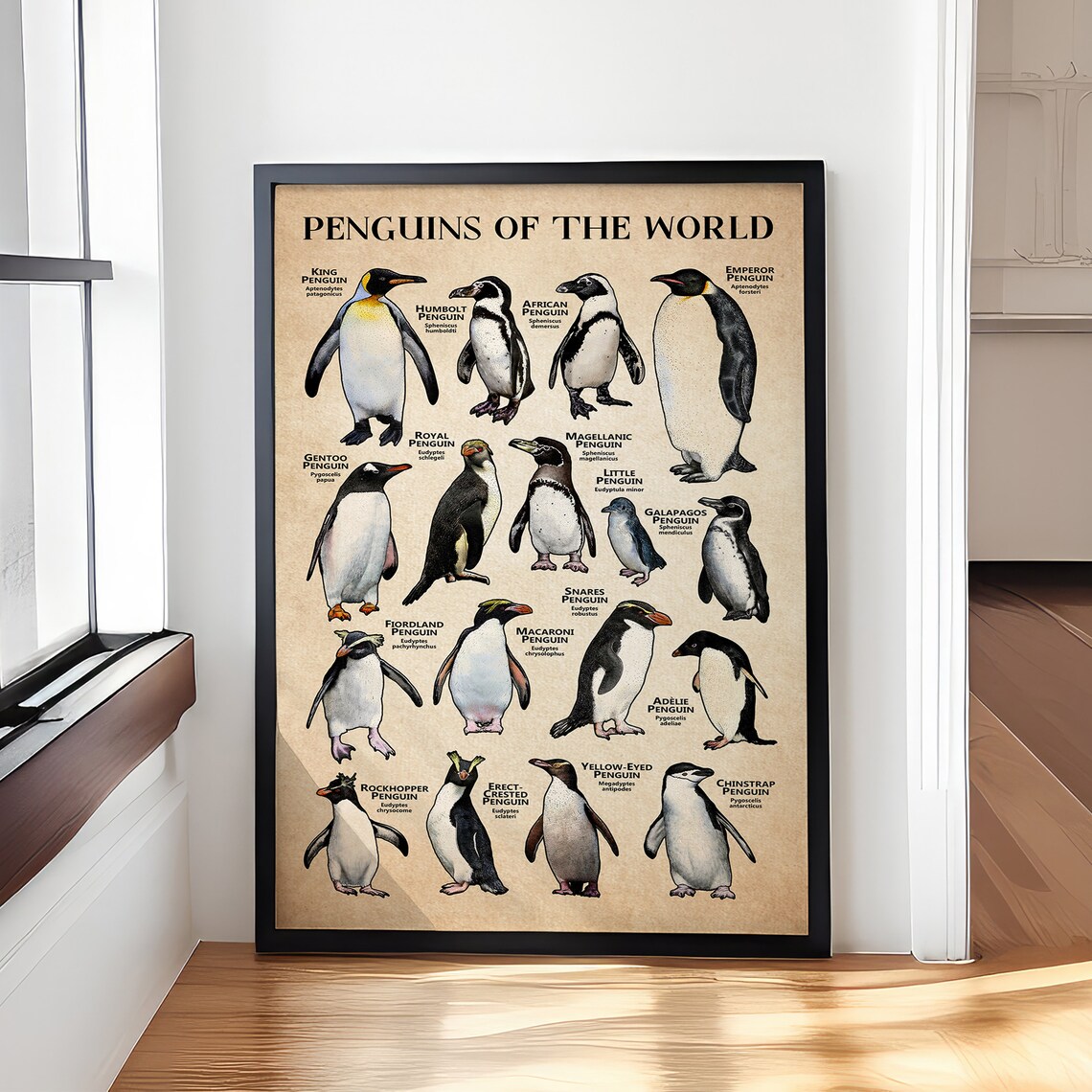 Penguins Of The World Illustrated Vintage Species Chart Poster