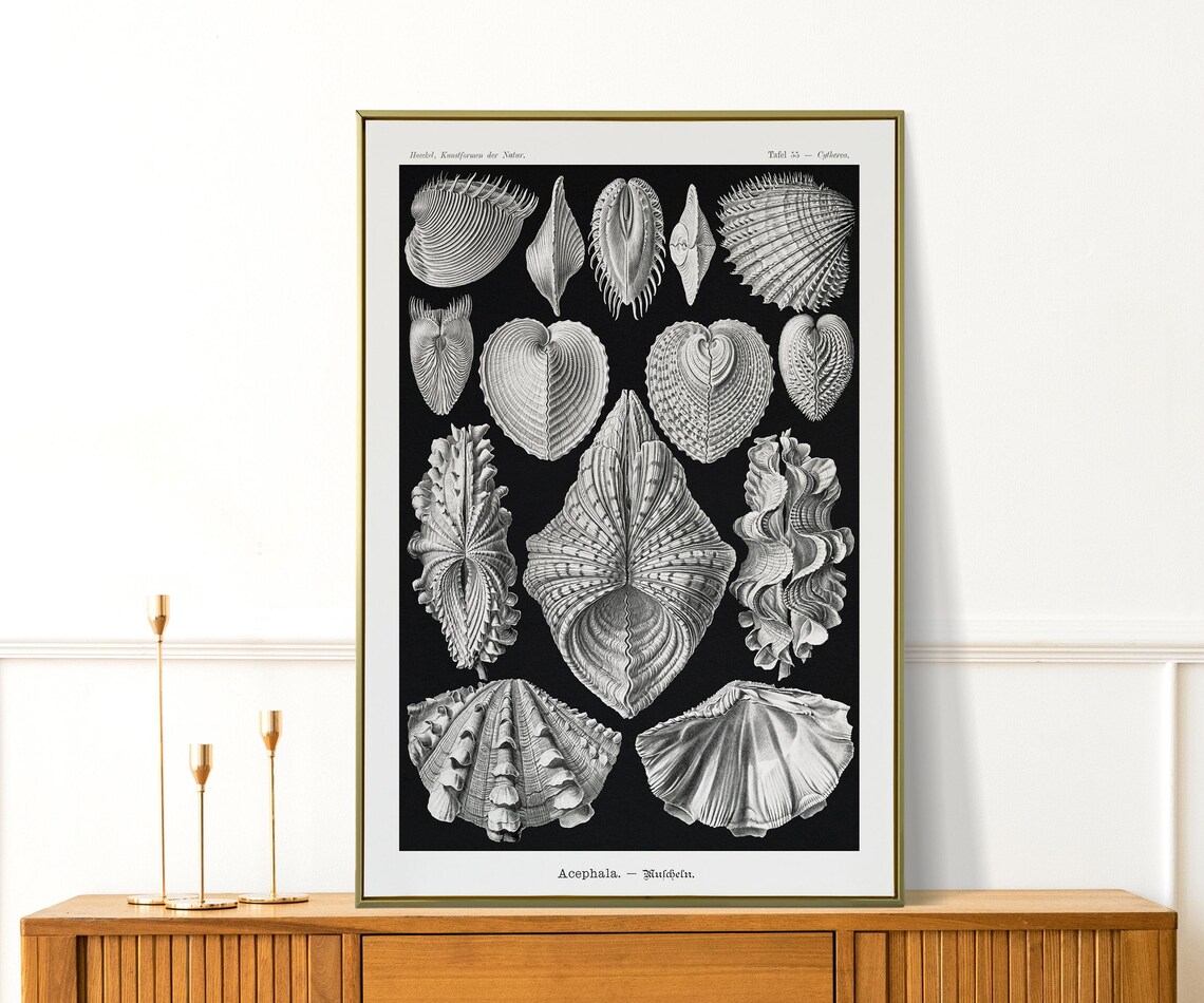 Ernst Haeckel Vintage Seashell Scientific Illustration Black White Art Print