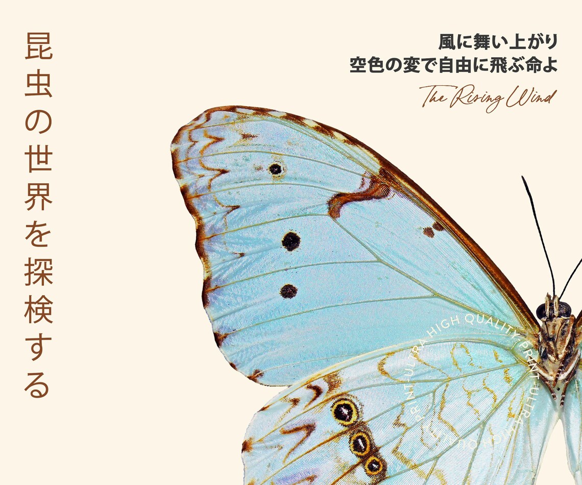 Tokyo 1977 Blue Morpho Butterfly Wing Vintage Japanese Exhibition Art Poster - Image 5