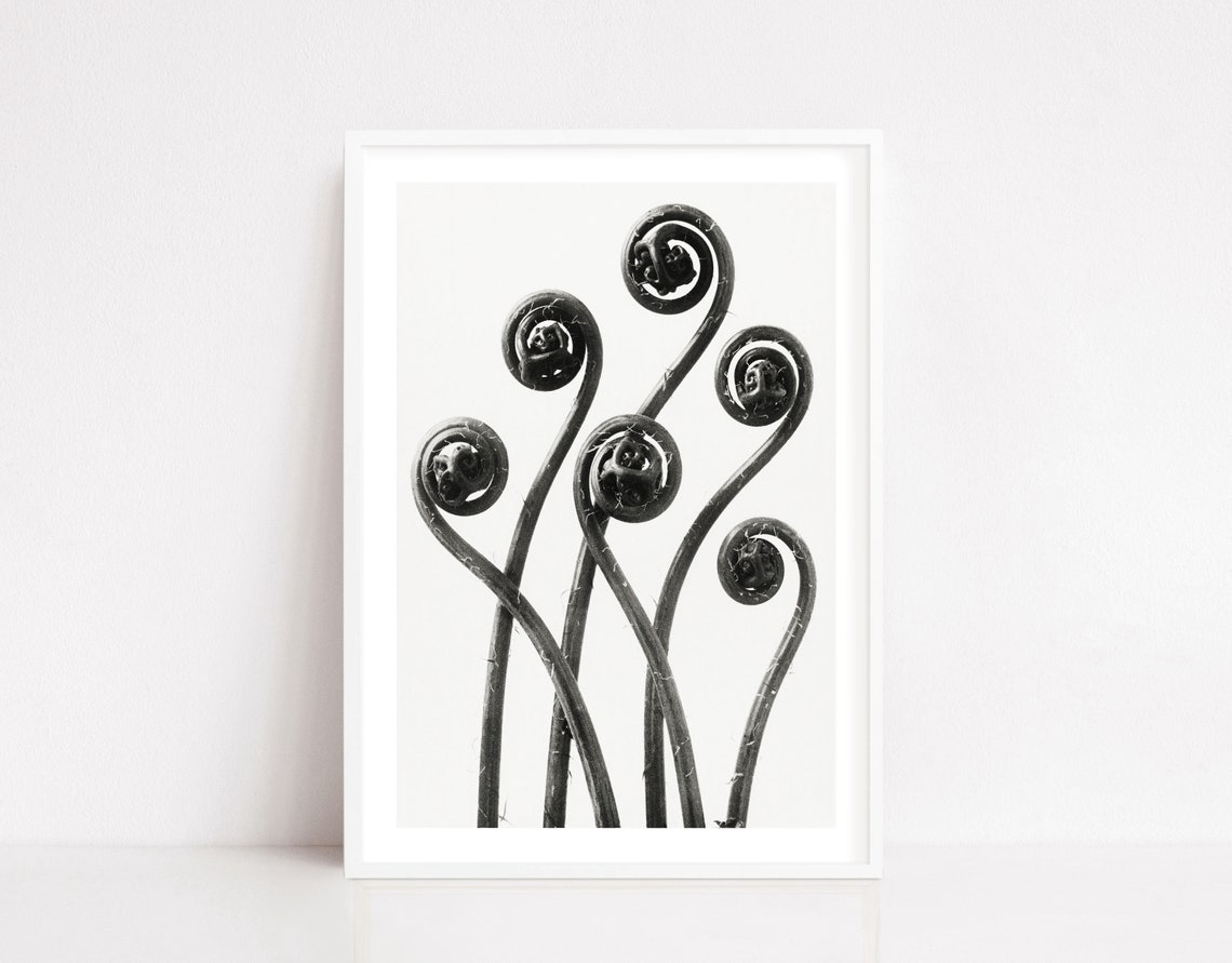 Black White Fern Fiddlehead Botanical Nature Photography Art Poster