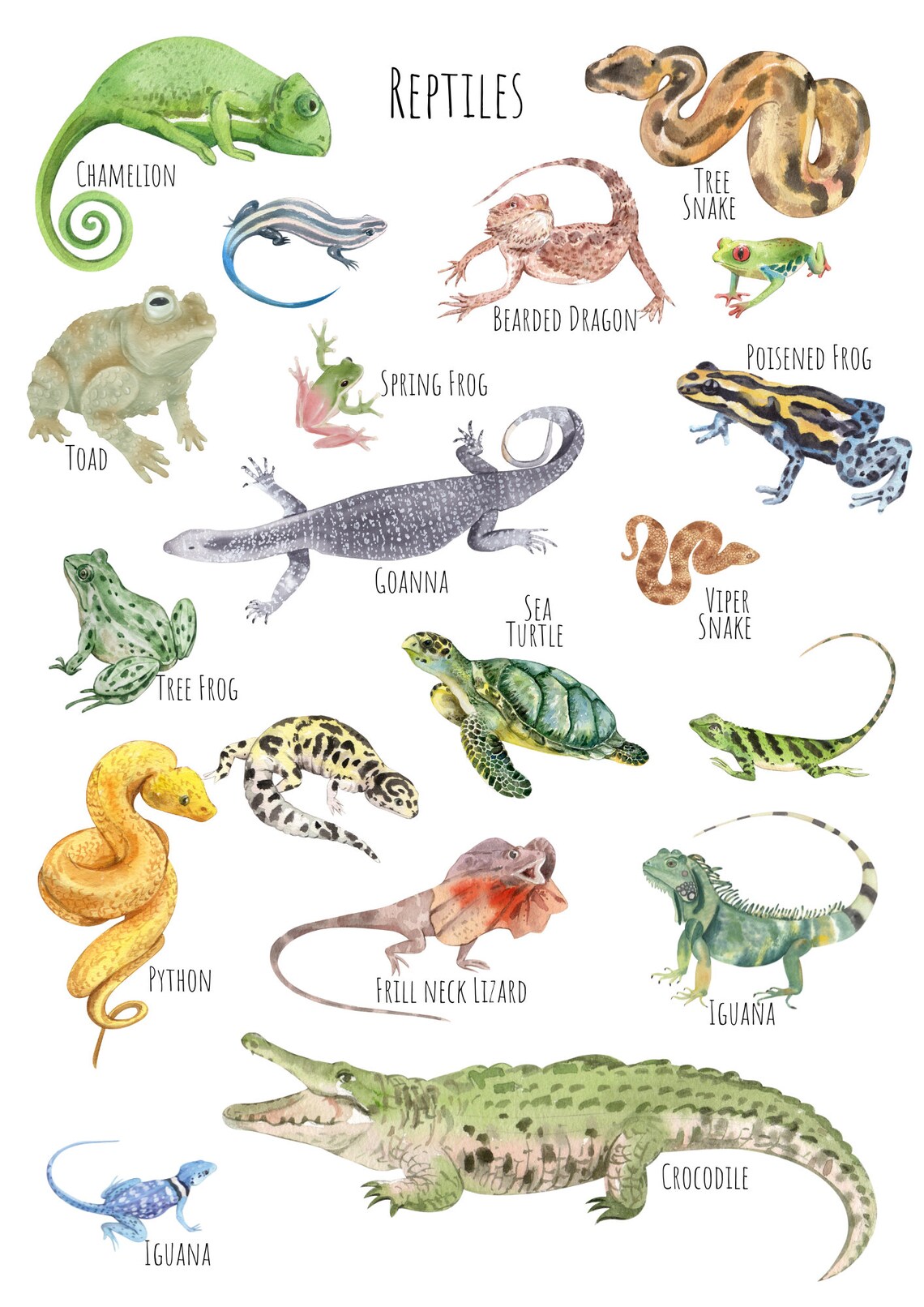 Reptiles Poster, Unique Reptile Art Print - Image 5
