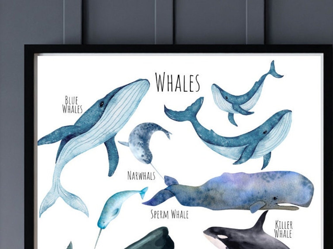 Whale Species Watercolor Chart with Blue and Humpback Whales Poster - Image 3