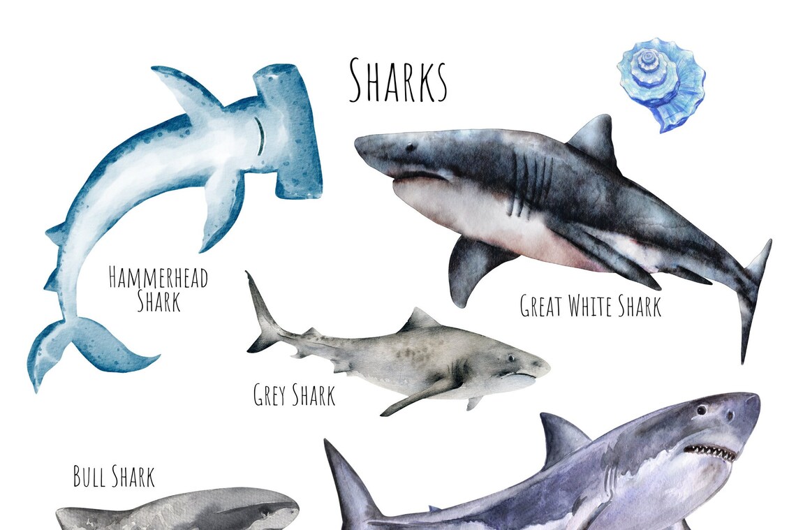 Sharks Poster, Unique Sharks From Around The World - Image 4