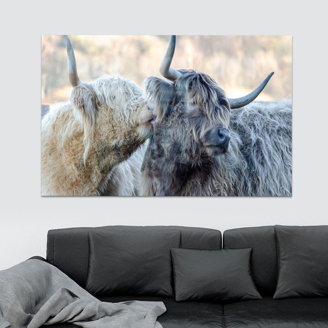 Two Highland Cows Nuzzling Long Haired Cattle Photography Print