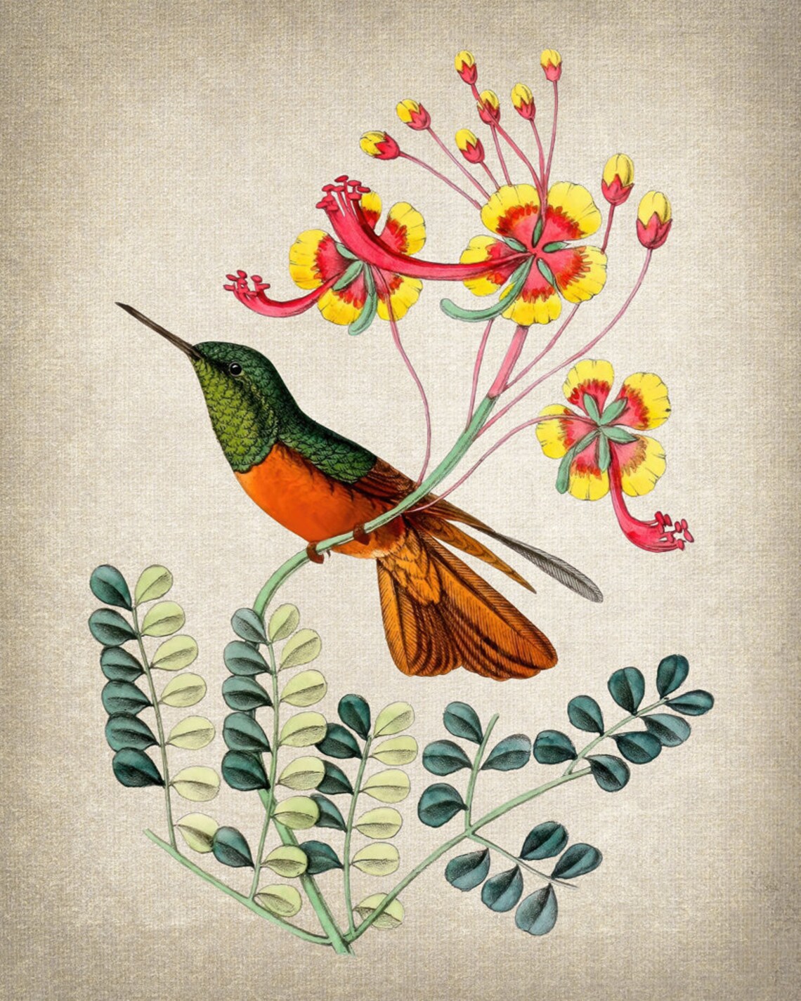 Hummingbird and Exotic Flowers Vintage Botanical Illustration Poster - Image 2