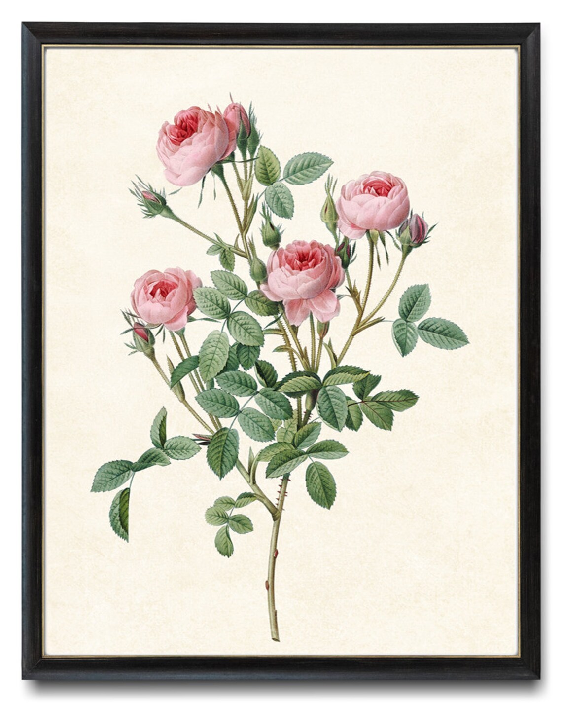 Pink Rose Art, Redoute Vintage Roses Poster