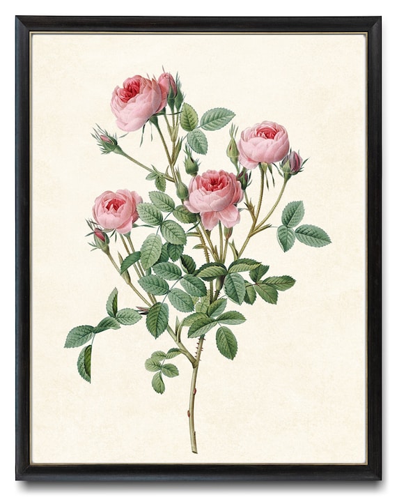 Pink Rose Art, Redoute Vintage Roses Poster