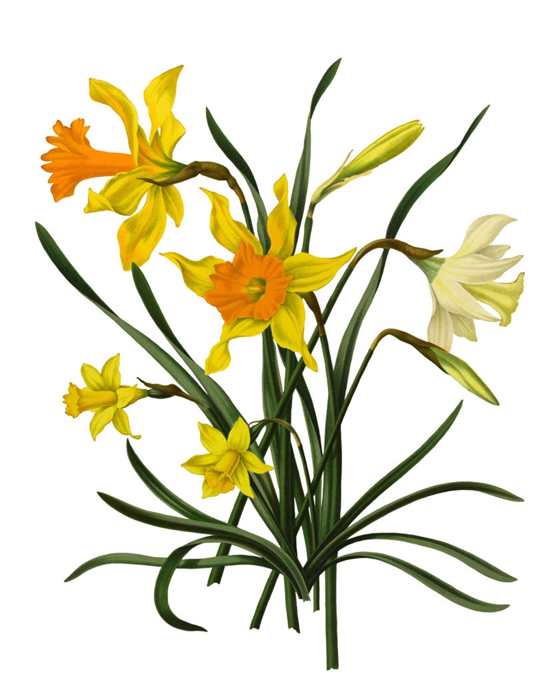 Yellow And White Narcissus Daffodil Vintage Botanical Art Poster - Image 2