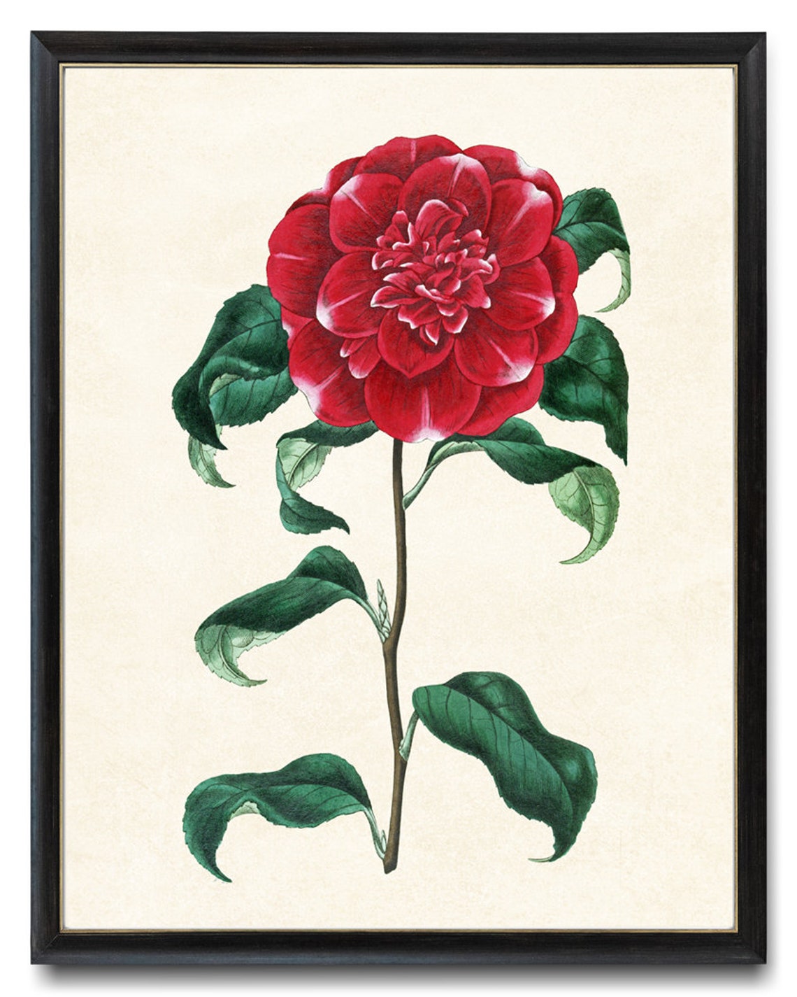 Red Camellia Bloom Antique Botanical Illustration Vintage Poster