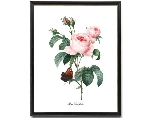 Pink Roses And Butterfly Pj Redoute Art Rosa Centifolia Antique Botanical Illustration Flowers Wall Art