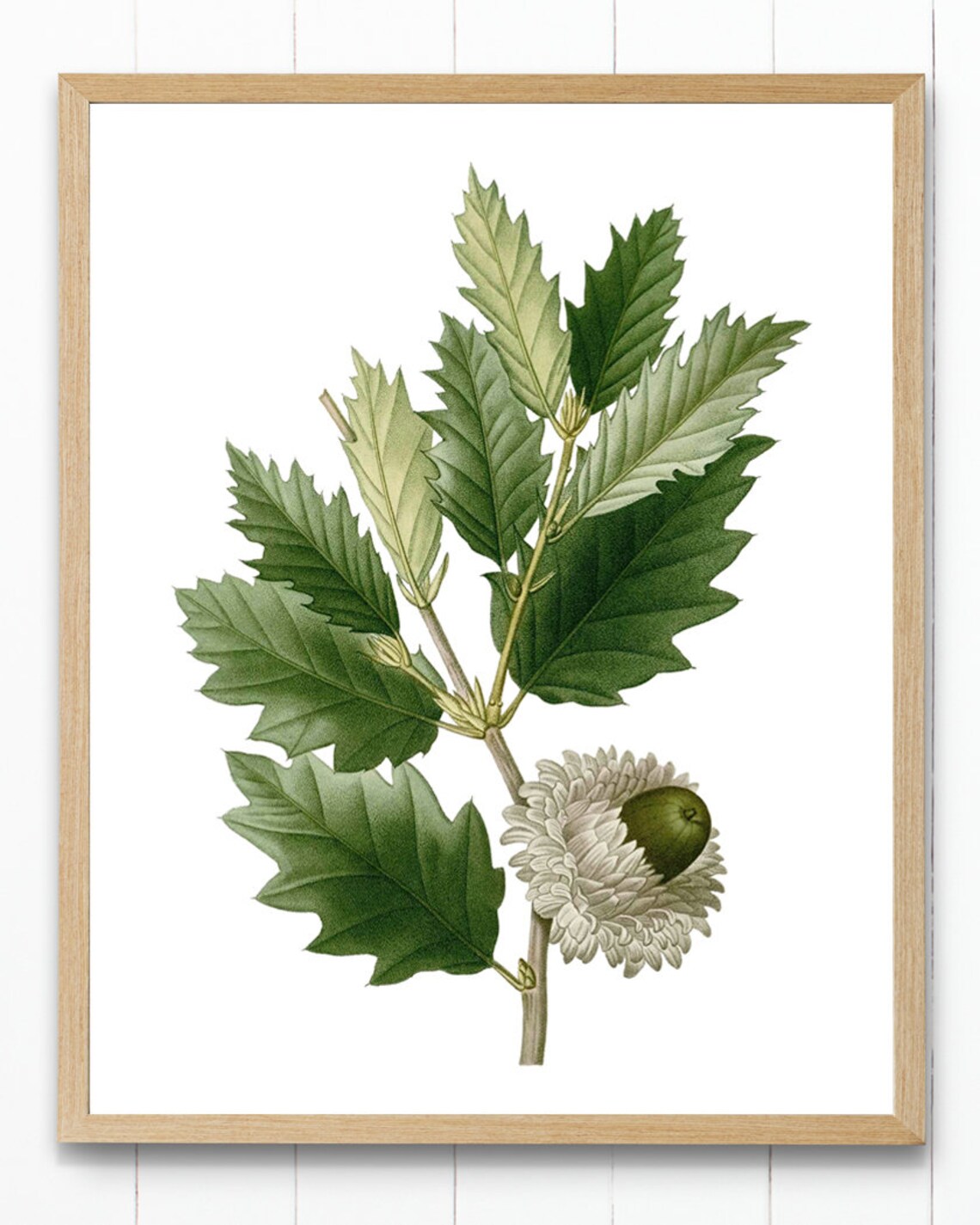 Oak Plant Print, Valonia Oak Acorn Vintage Illustration - Image 3