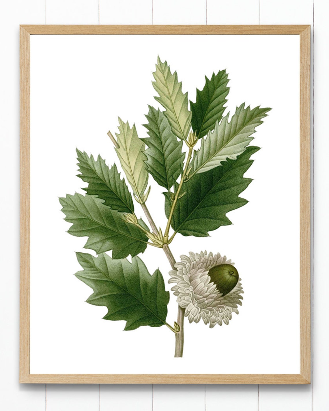 Vintage Bur Oak Branch Mossy Acorn Botanical Illustration Poster - Image 3