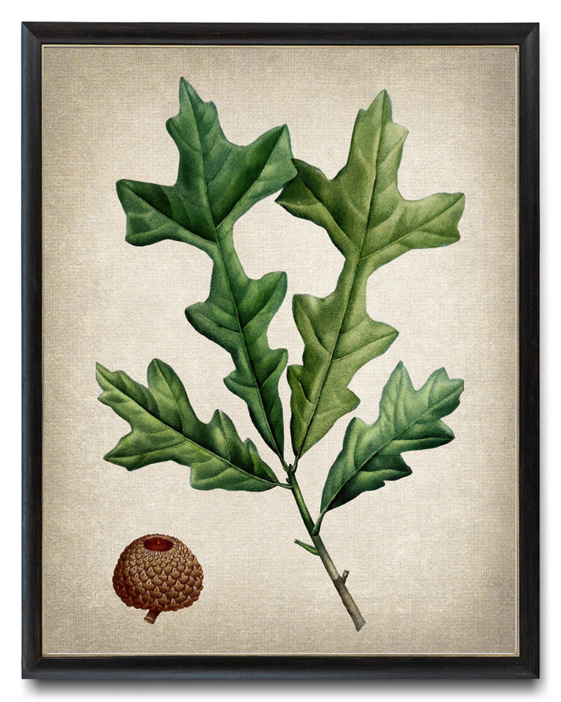 Vintage Oak Branch With Acorn Antique Botanical Illustration Poster