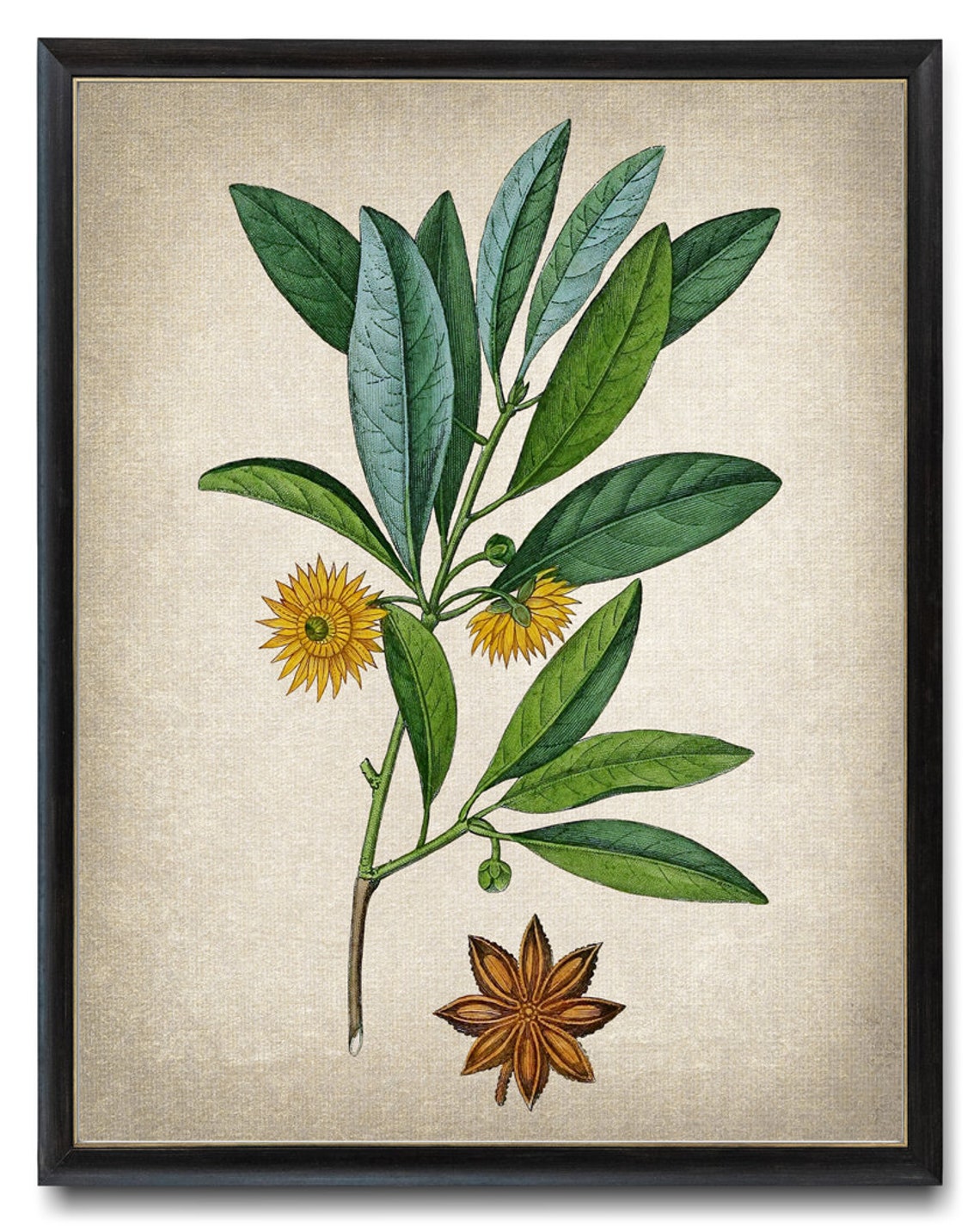 Star Anise Blossom and Seed Pod Antique Botanical Illustration Poster