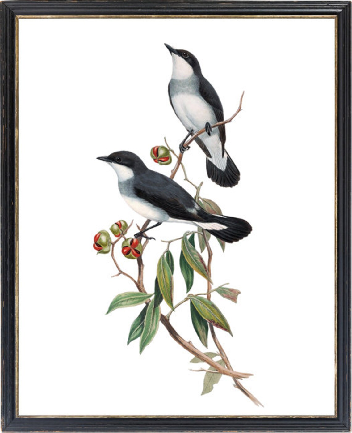 White-Tailed Robin Vintage Illustration Art Print - Image 3