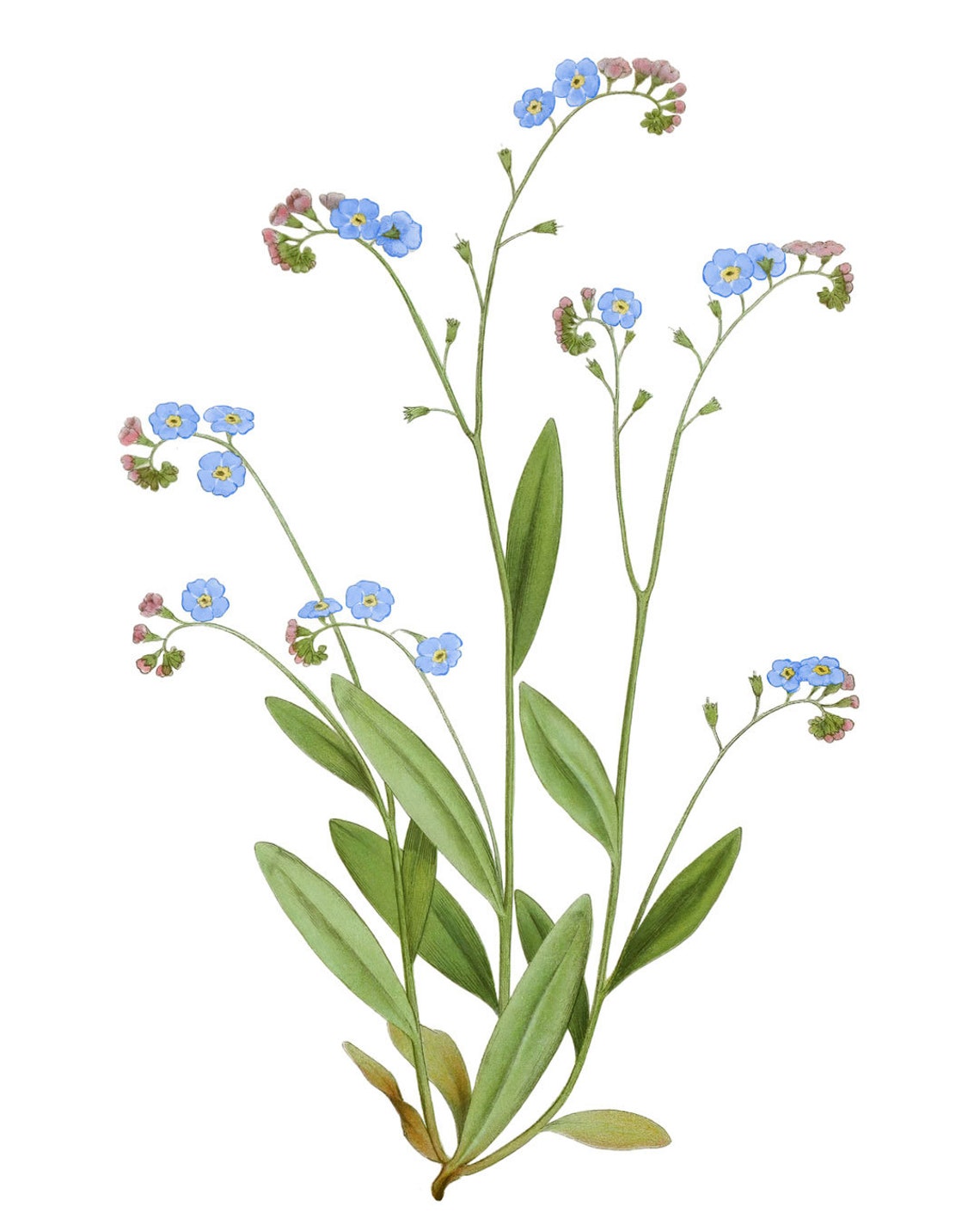 Vintage Forget Me Not Blue Wildflower Garden Botanical Poster - Image 2