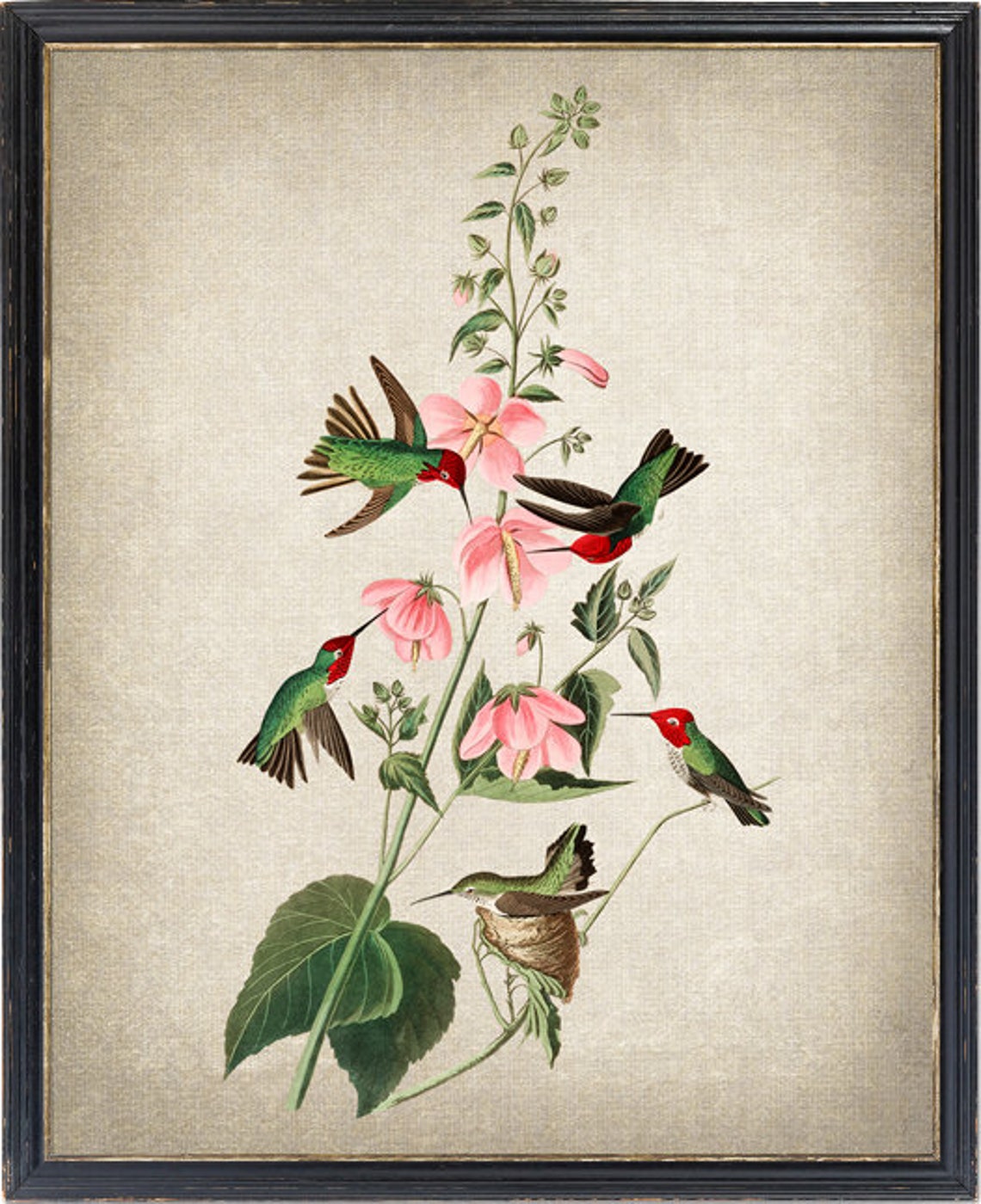 Five Hummingbirds with Pink Flowers Nesting Vintage Illustration Print
