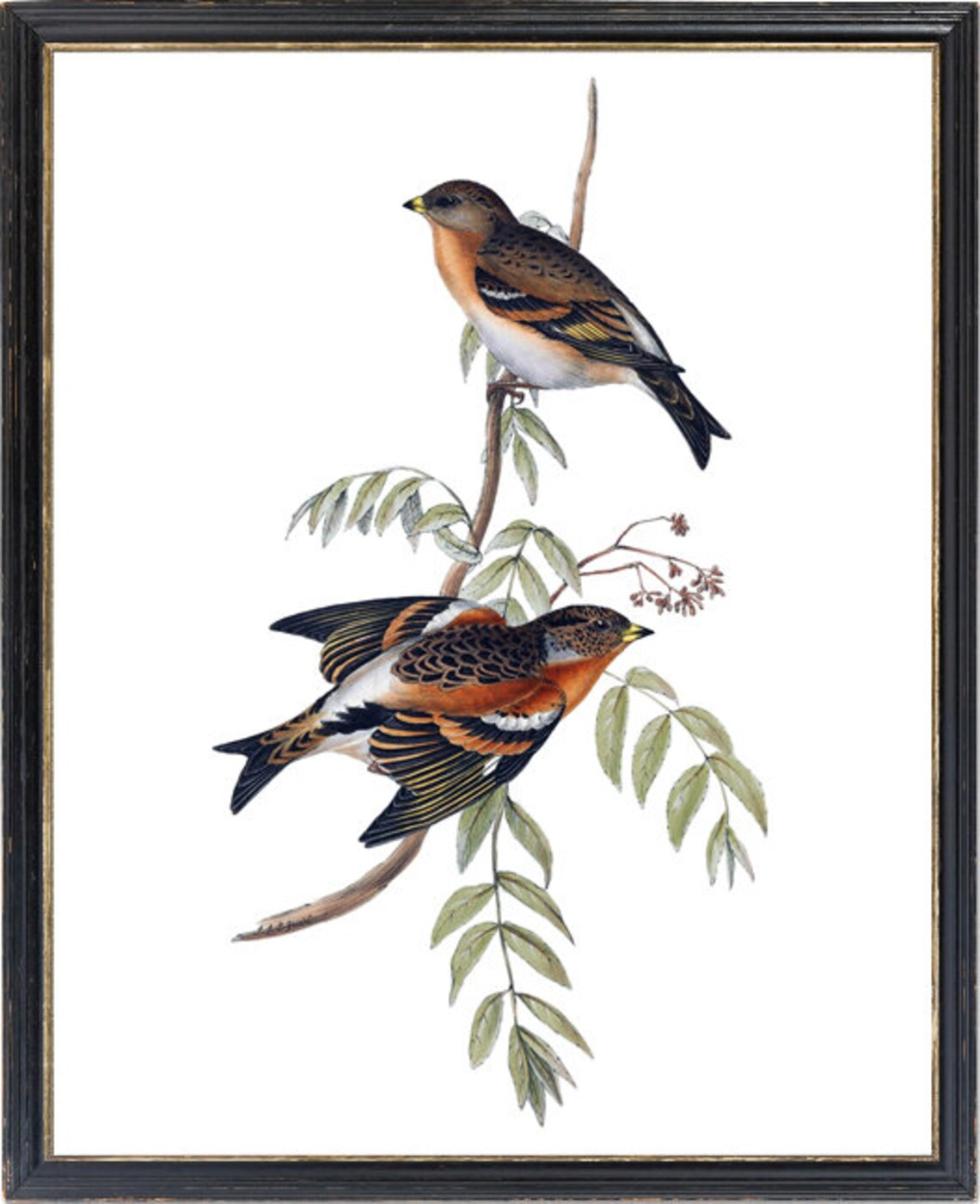 Bramble Finch Vintage Illustration Bird Art Print - Image 3
