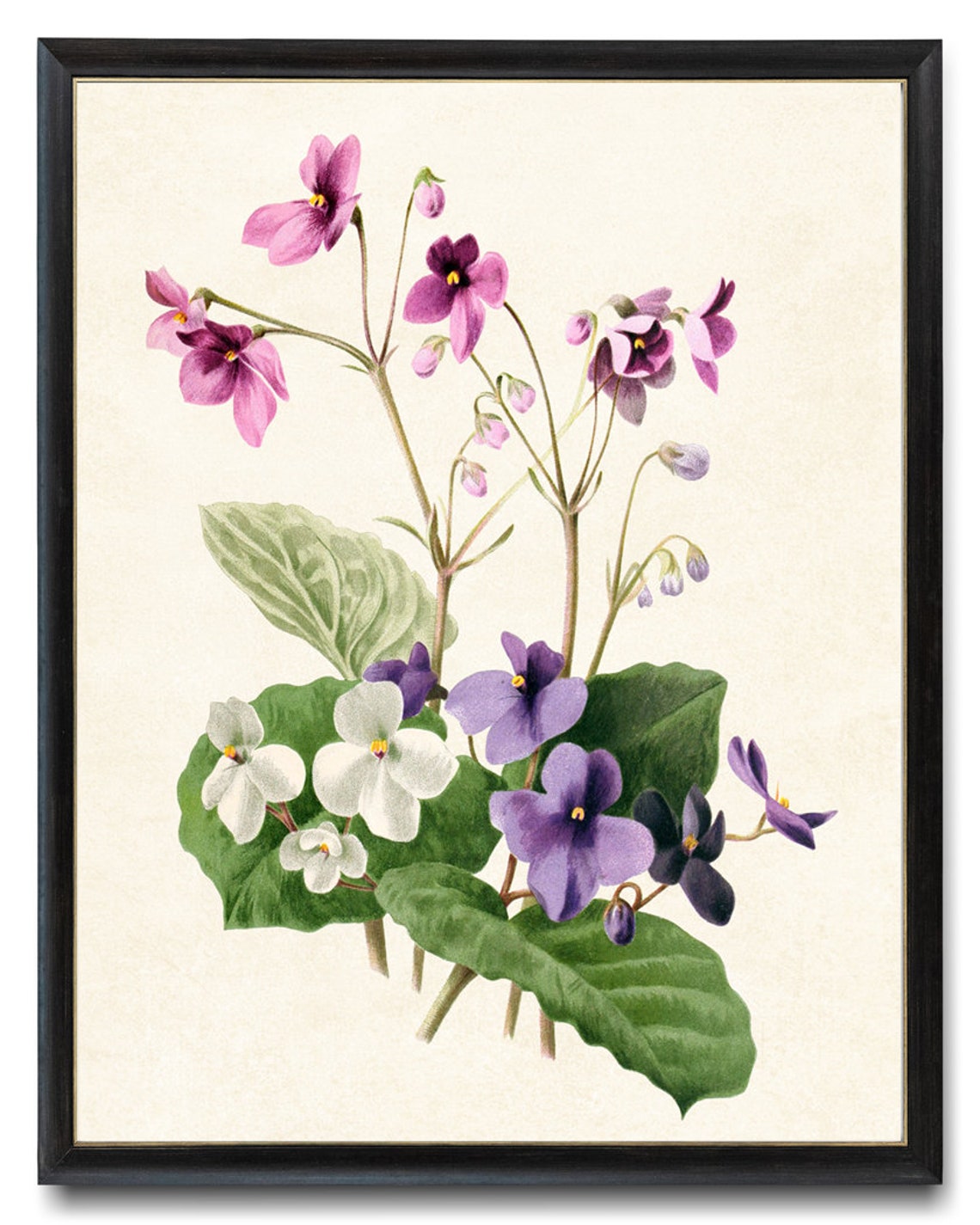 African Violets Purple White Vintage Botanical Flower Poster