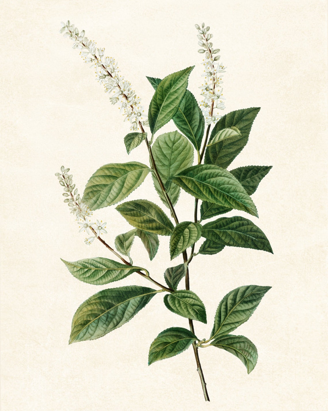 Virginia Sweetspire White Blossom Botanical Illustration Poster - Image 2