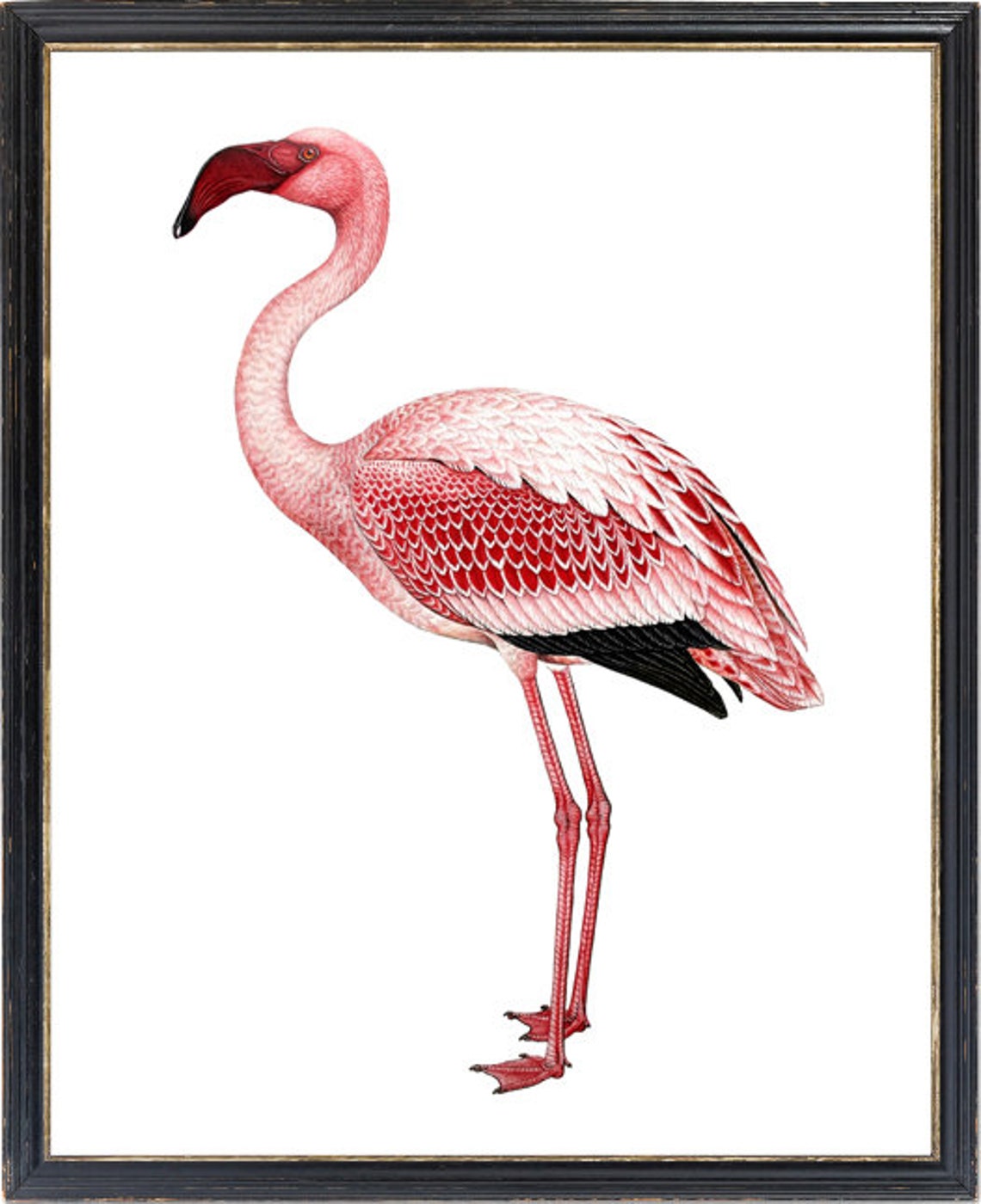Pink Flamingo Standing Vintage Natural History Illustration Print - Image 3