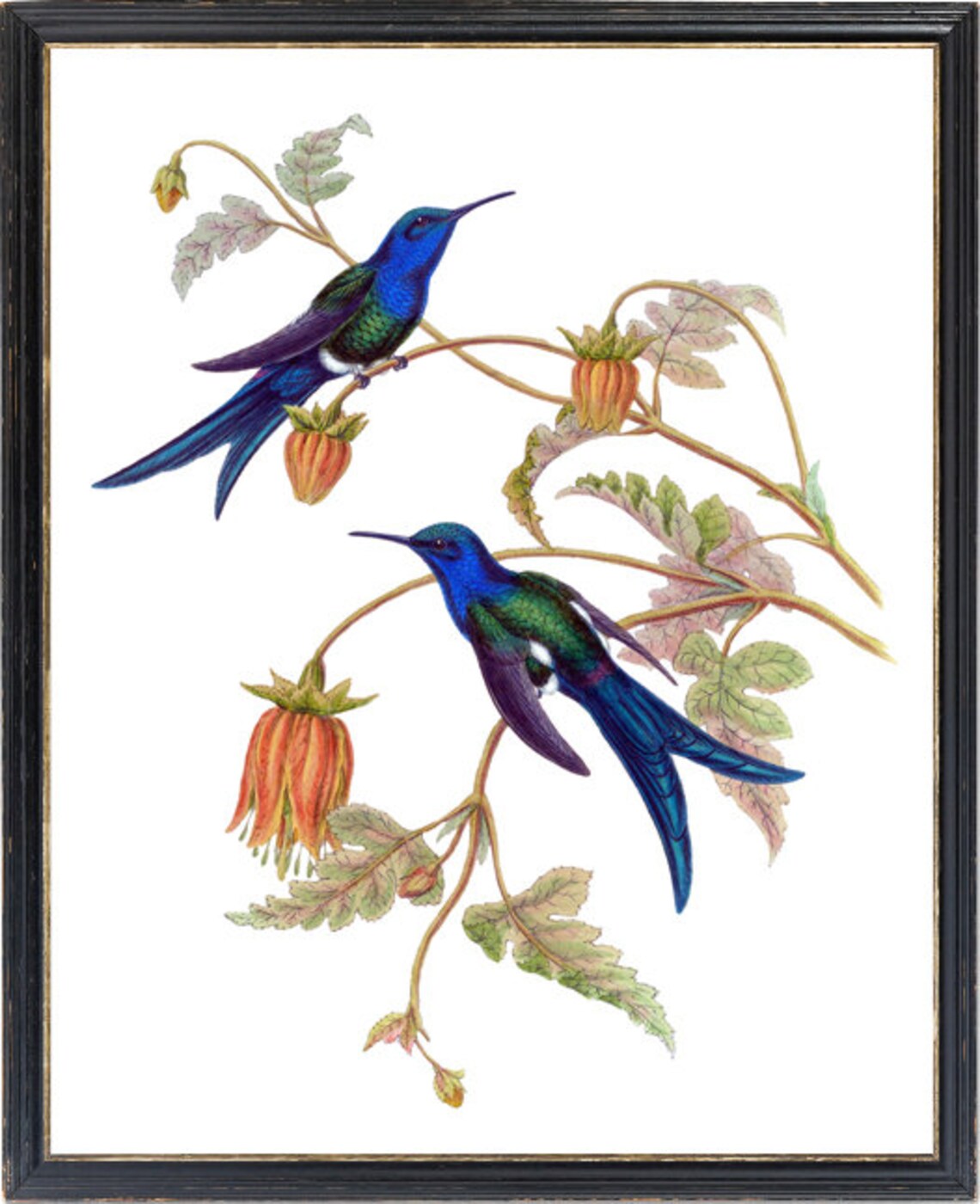 Hummingbird Art Western Swallowtail Vintage Illustration - Image 3