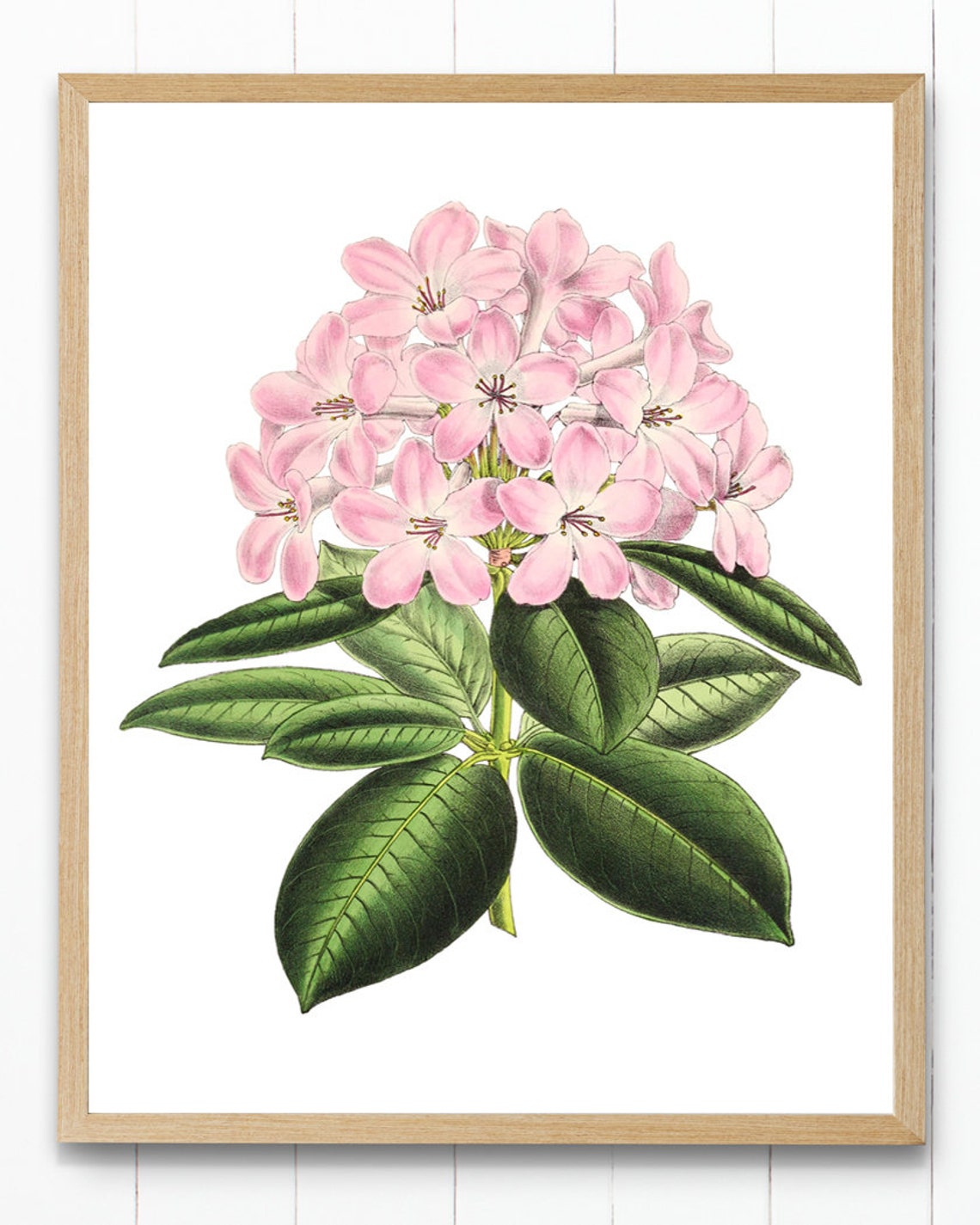 Pink Rhododendron Flower Cluster Vintage Botanical Illustration Poster - Image 3
