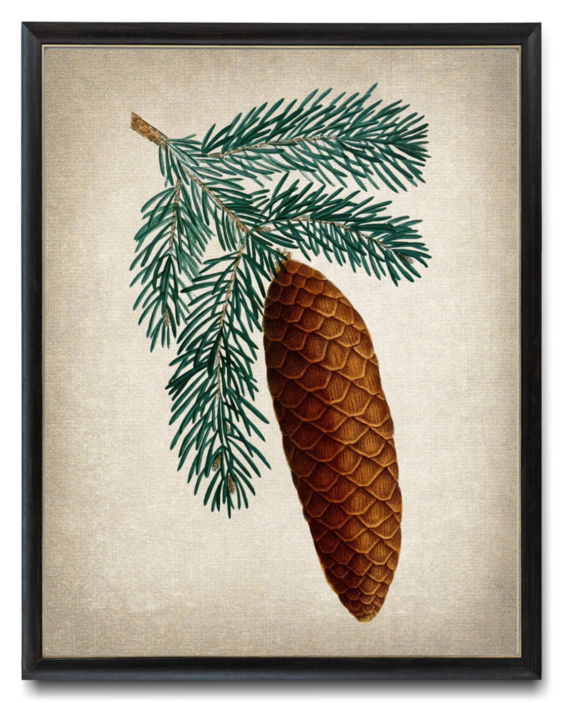 Botanical Norway Spruce Pinecone Vintage Art Print