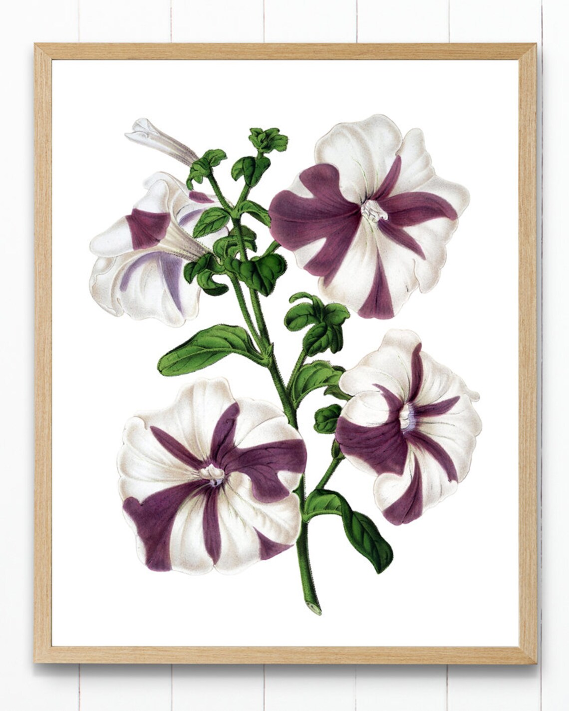 Purple Striped Petunia Blossom Vintage Floral Botanical Art Poster - Image 4
