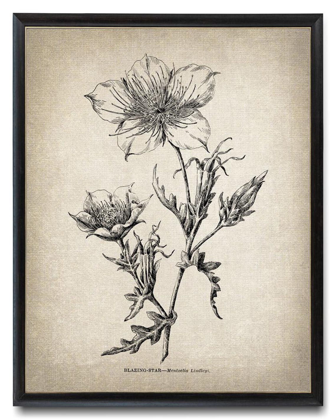 Blazing Star Mentzelia Lindleyi Vintage Botanical Line Art Poster - Image 3