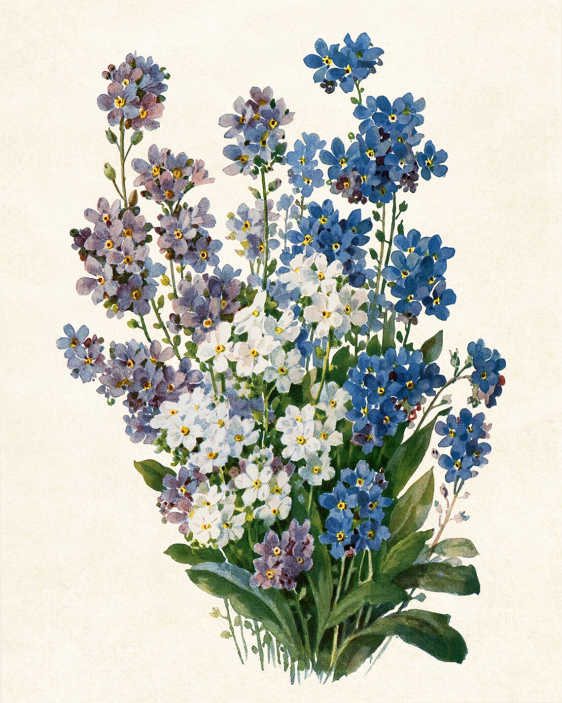 Forget-Me-Nots in Blue and White Vintage Floral Botanical Poster - Image 3
