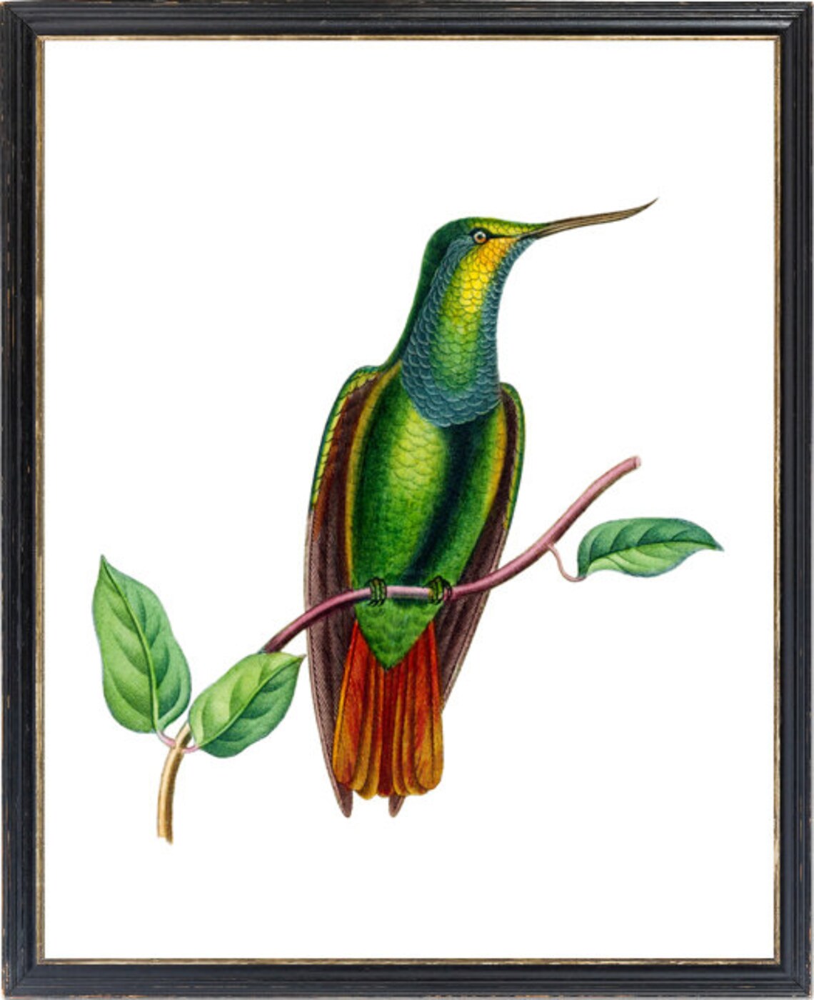 Green Curve Billed Hummingbird Vintage Natural History Bird Poster - Image 3