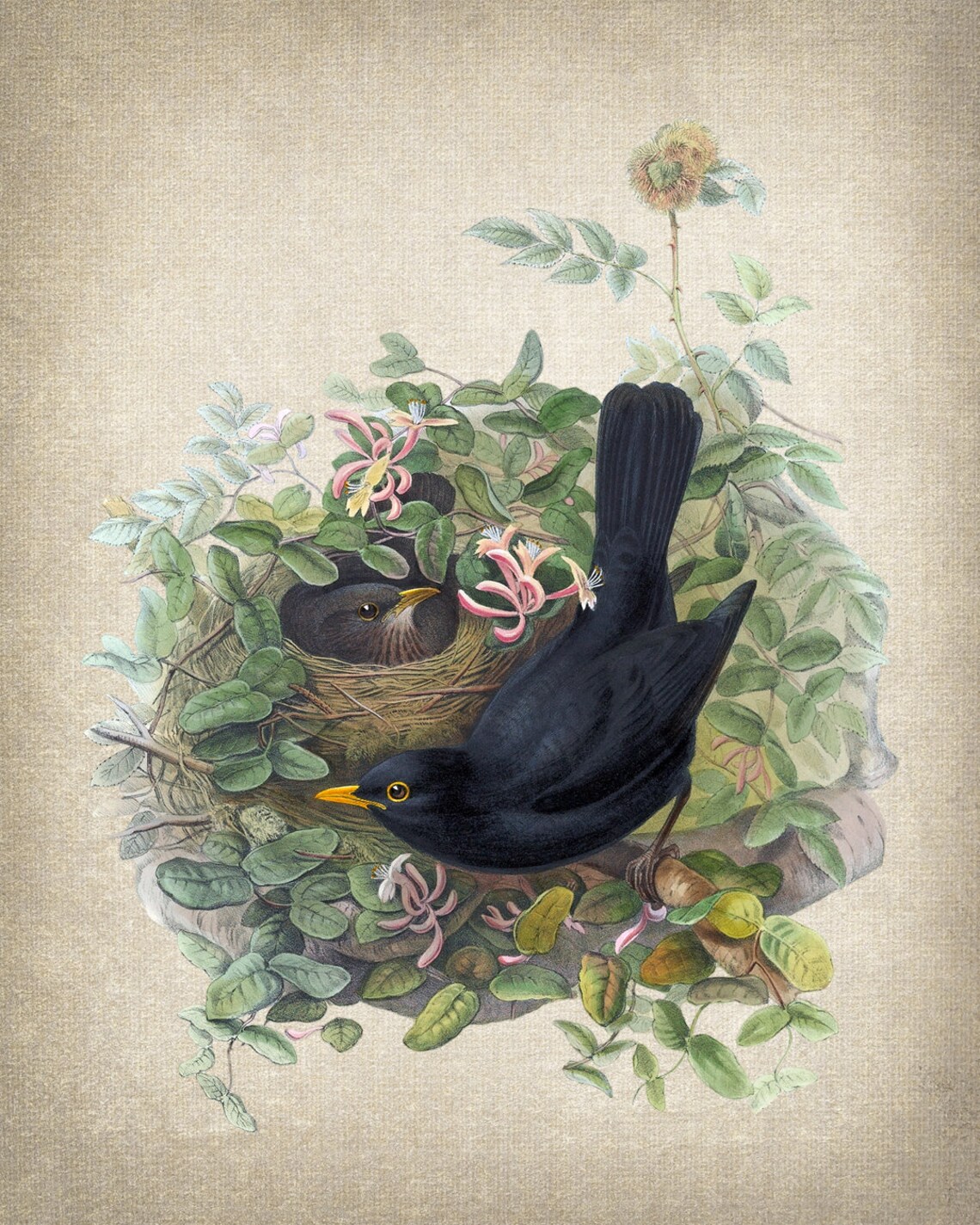 Blackbird and Nest Vintage Natural History Art Print - Image 2