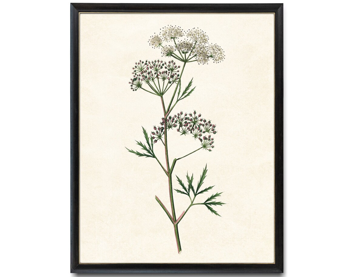 Flowering Cowbane Vintage Botanical Art Print