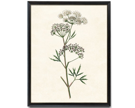 Flowering Cowbane Vintage Botanical Art Print