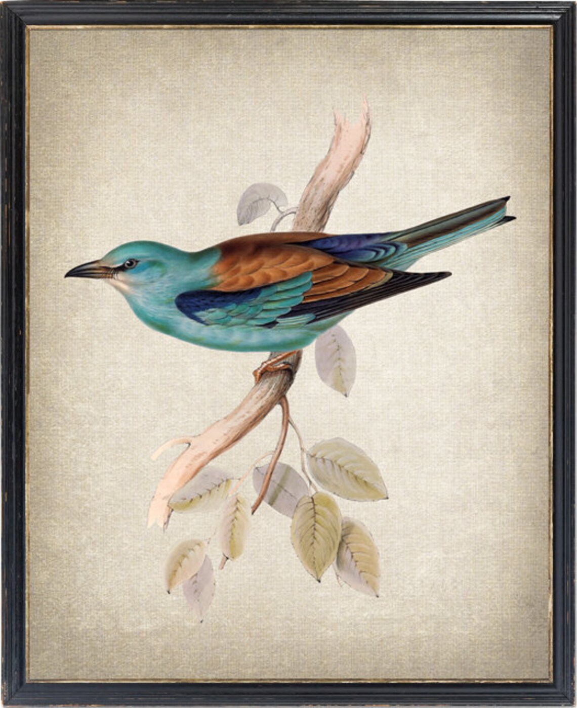 European Roller Bird Vintage Illustration Art Print