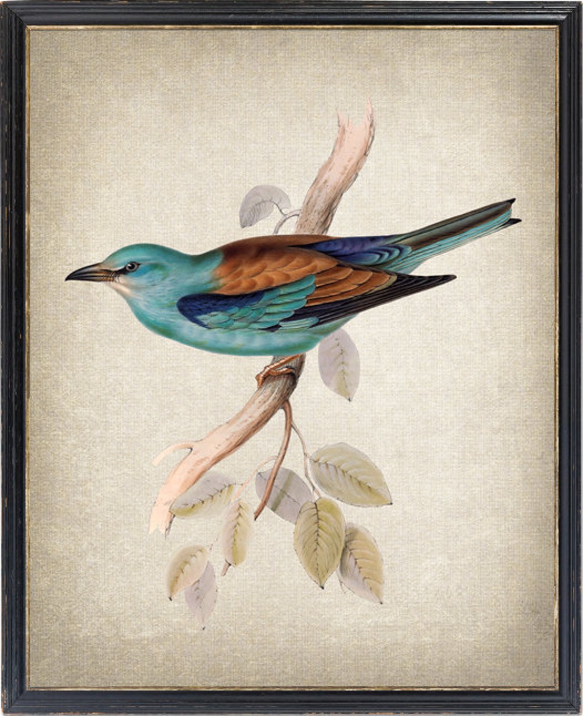 European Roller on Branch Turquoise Bird Vintage Illustration Print