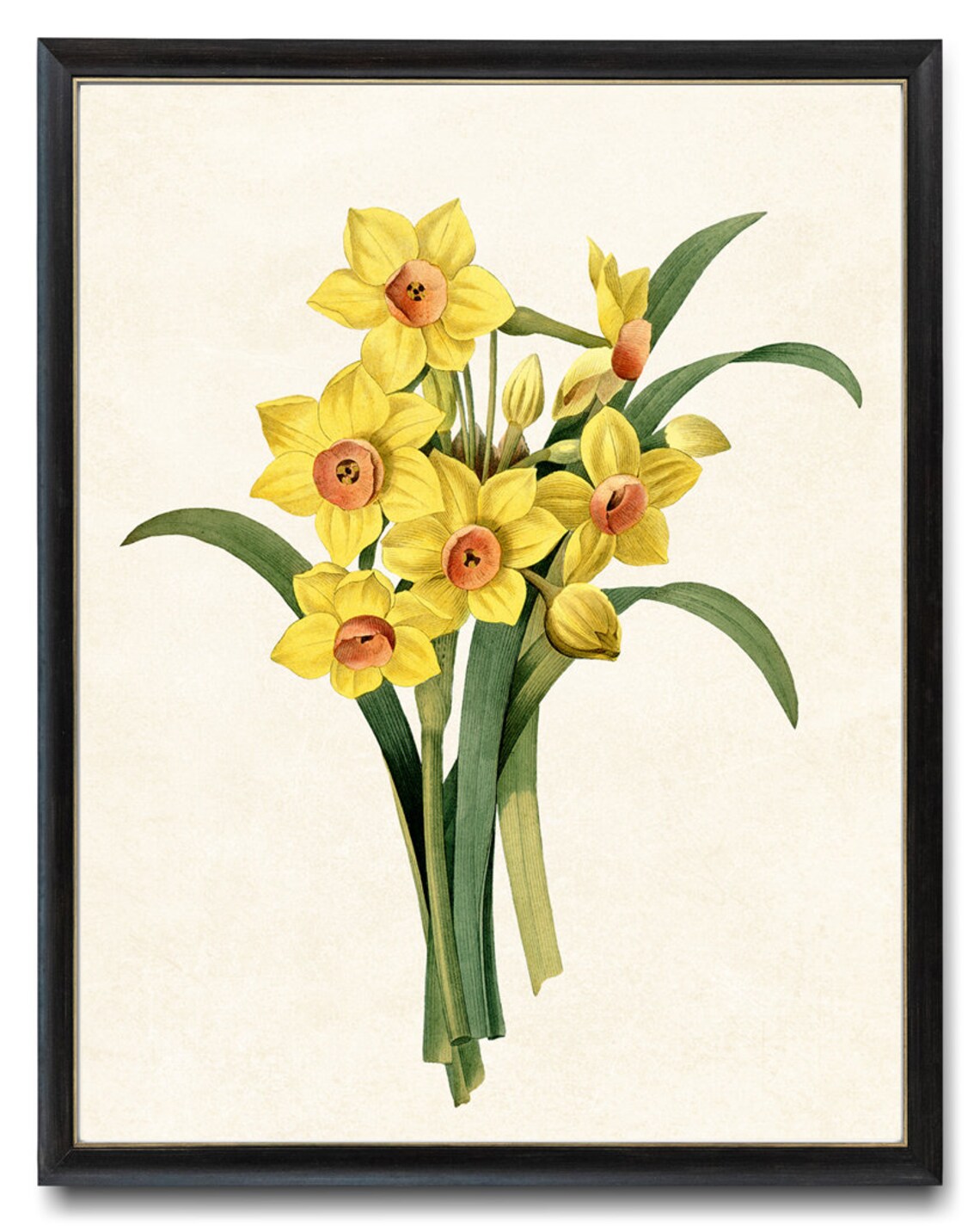 Yellow Daffodils Vintage Flower Illustration Art Print