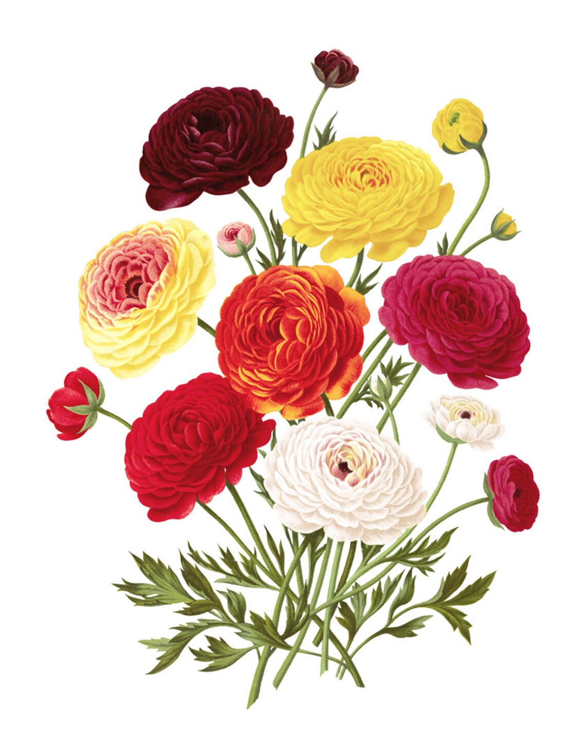 Autumn Floral Vintage Ranunculus Bouquet Art Print - Image 2