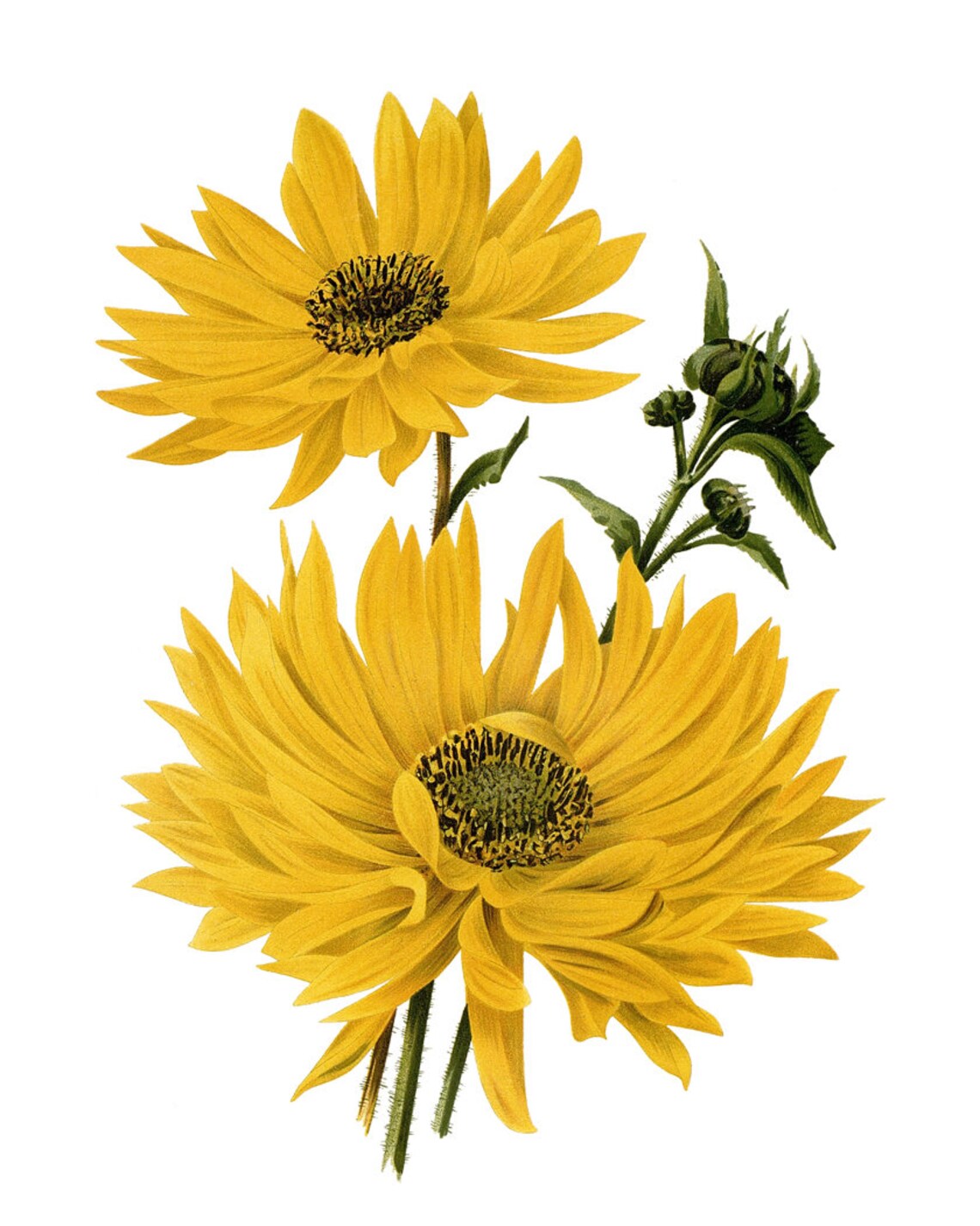 Yellow Flowers Vintage Botanical Art Print - Image 2