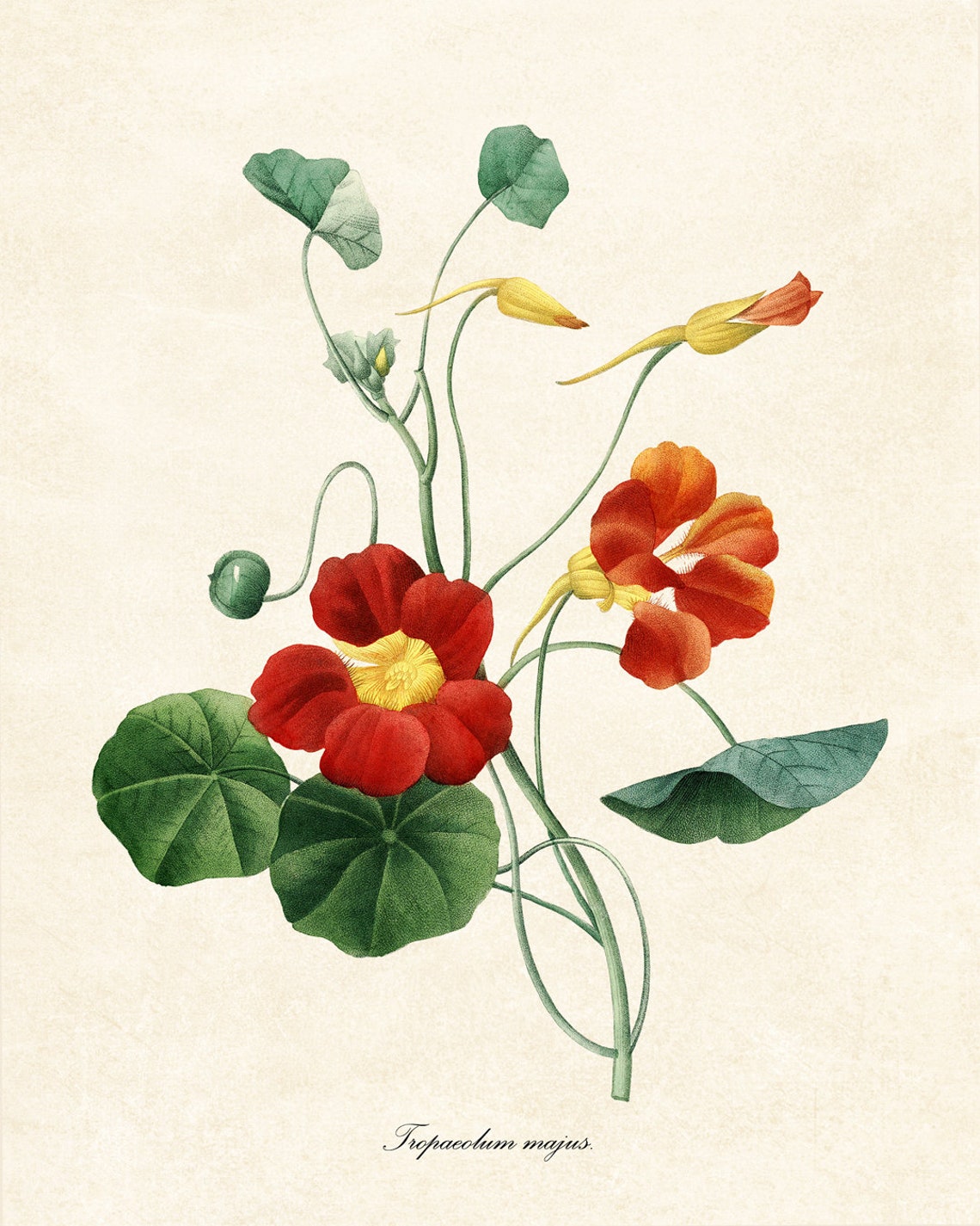 Orange Nasturtium Tropaeolum Majus Vintage Garden Flower Poster - Image 2